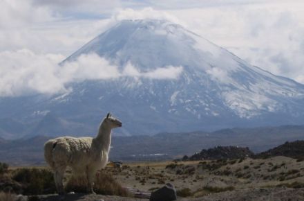 Parque Nacional Lauca Full Day